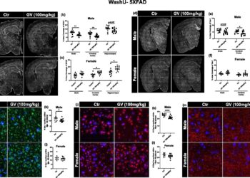 Microbiome studies explore why more women develop Alzheimer’s disease