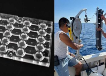 Microfluidic chip reveals bacteria swim toward large, complex polymers