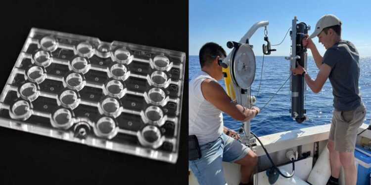 Microfluidic chip reveals bacteria swim toward large, complex polymers