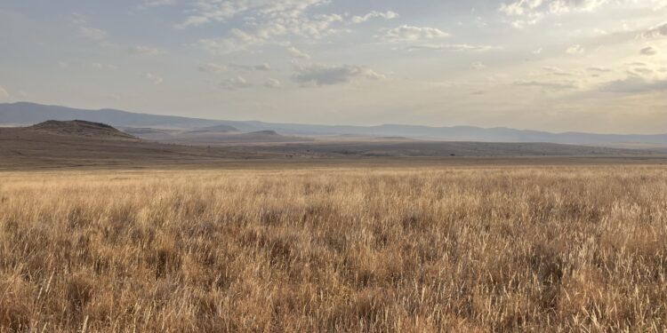 Misguided reforestation programs threaten vast area of ​​Africa’s tropical grasslands, study warns