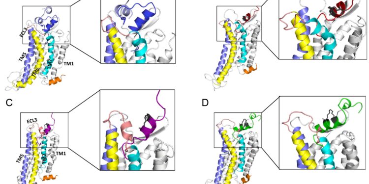 Modifying the brain molecule relaxin-3 can potentially reduce side effects of treating anxiety, depression, etc.