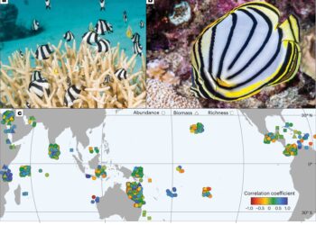 More corals do not equal more fish on the reefs