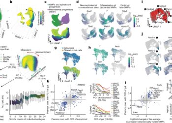 Mouse study finds birth coincides with rapid changes in gene activity
