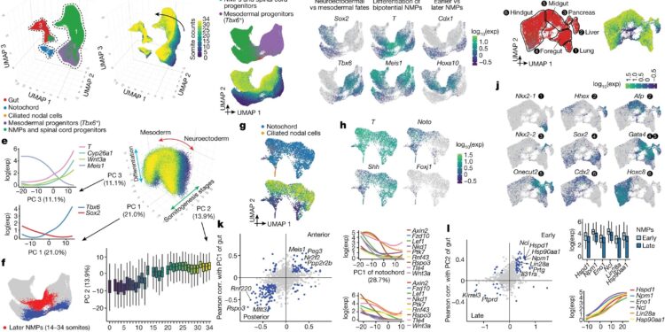 Mouse study finds birth coincides with rapid changes in gene activity