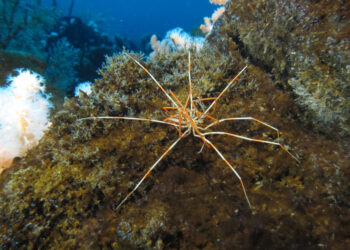Mystery of Antarctic giant spider reproduction solved by researchers