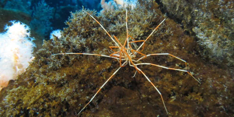 Mystery of Antarctic giant spider reproduction solved by researchers