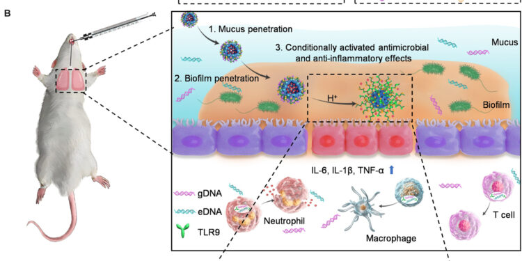 Nanoparticle-borne antibacterial agent used to treat COPD in mice