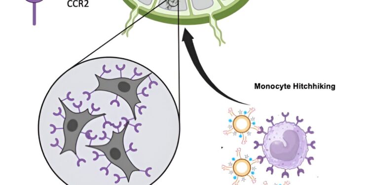 Nanoparticles “hitchhike” on immune cells to detect cancer metastases early