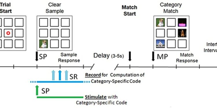 Neural prosthesis can help humans restore memory