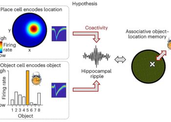 Neuroscientists discover interactions between brain waves and nerve cells during human memory processes
