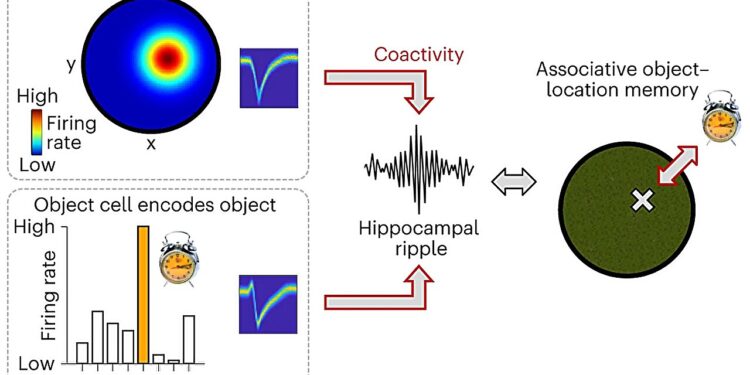 Neuroscientists discover interactions between brain waves and nerve cells during human memory processes
