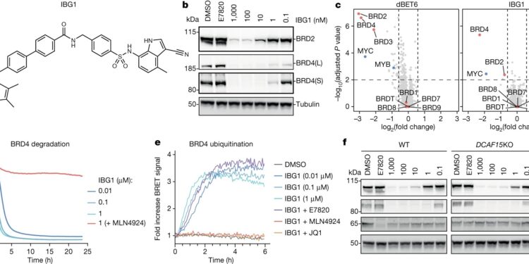 New class of ‘intramolecular bivalent glue’ could transform cancer drug discovery