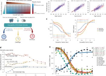 New epigenetic clocks reinvent how we measure age
