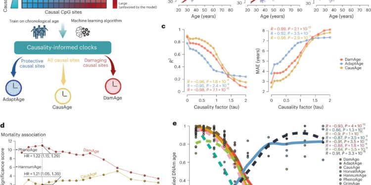 New epigenetic clocks reinvent how we measure age