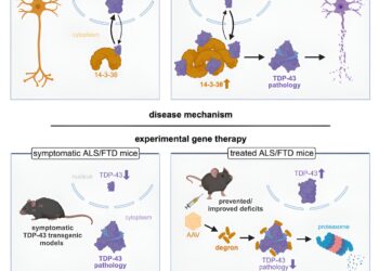 New gene therapy shows promise for motor neuron disease and frontotemporal dementia