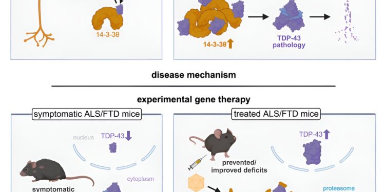 New gene therapy shows promise for motor neuron disease and frontotemporal dementia