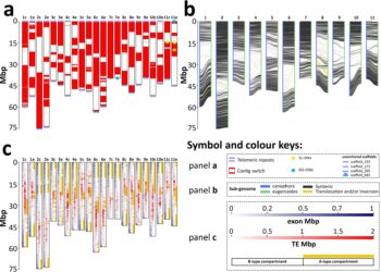 New genetic map could make your morning coffee more climate resilient
