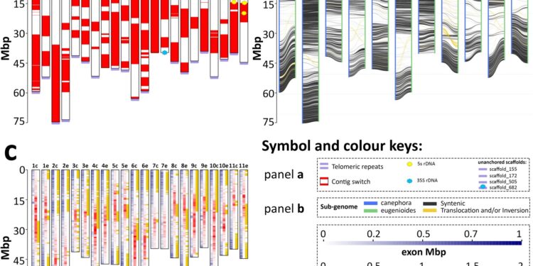 New genetic map could make your morning coffee more climate resilient