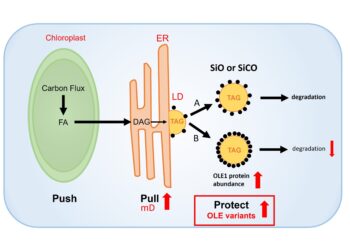 New genetic strategy to prevent degradation of plant oils needed for biofuels and other products