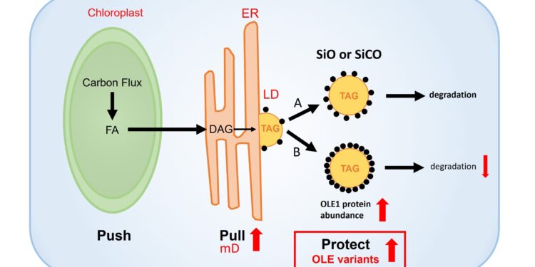 New genetic strategy to prevent degradation of plant oils needed for biofuels and other products