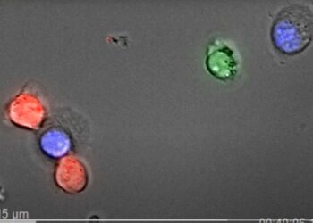 New immunotherapy for multiple myeloma proves more effective in the laboratory than already used CAR-T treatment