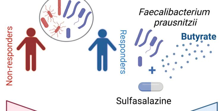 New insights into an old IBD drug could improve treatments