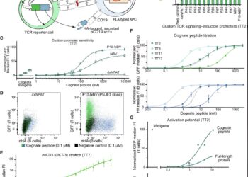 New platform provides in-depth insights into T cell responses against a new cancer vaccine