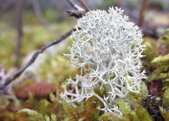New research finds fungi that live in healthy plants are sensitive to climate change