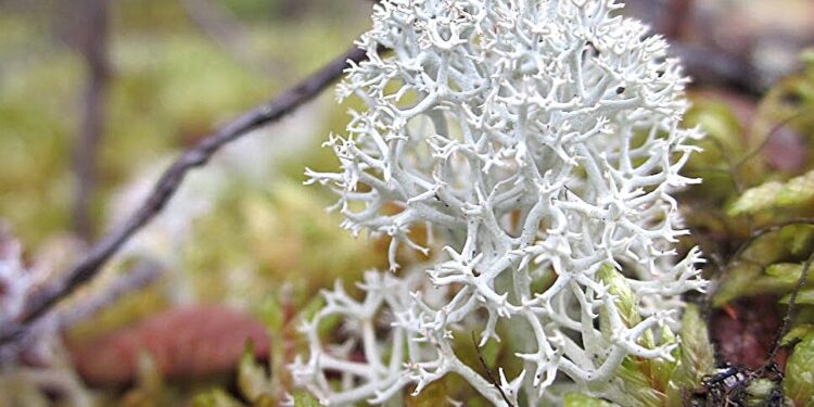 New research finds fungi that live in healthy plants are sensitive to climate change