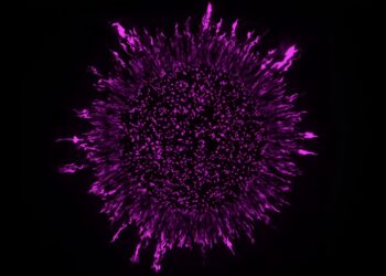 New research shows that the arrangement of bacteria in biofilms affects their sensitivity to antibiotics