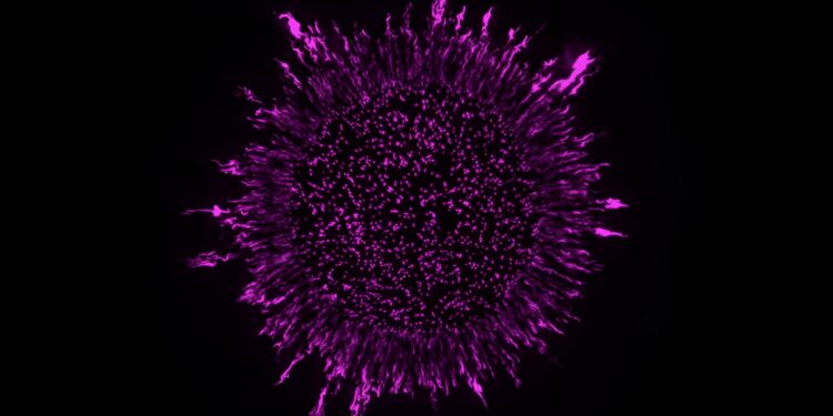 New research shows that the arrangement of bacteria in biofilms affects their sensitivity to antibiotics
