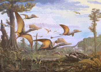 New species of Jurassic pterosaur discovered on the Isle of Skye