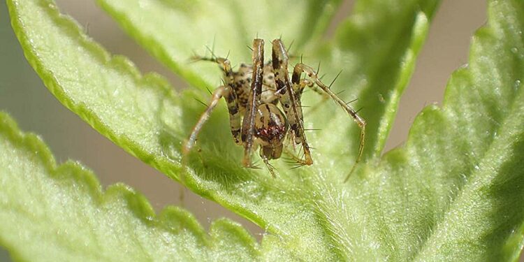 New species of pirate spiders discovered on South Atlantic island