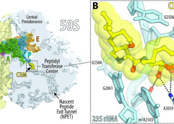 New synthetic molecule highly effective against drug-resistant bacteria