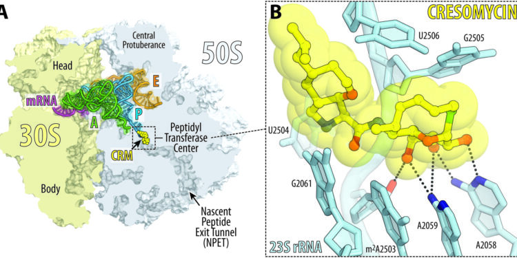 New synthetic molecule highly effective against drug-resistant bacteria