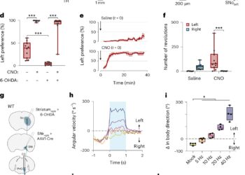 Newly Discovered Brain Cells Play a Key Role in Right and Left Turns