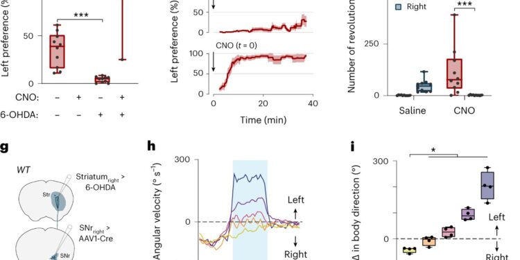 Newly Discovered Brain Cells Play a Key Role in Right and Left Turns