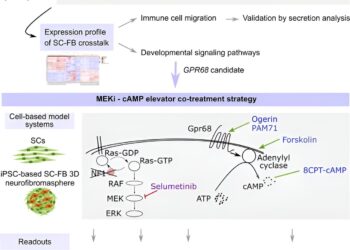 Newly developed therapeutic strategy offers potential in treating type 1 skin tumors linked to neurofibromatosis