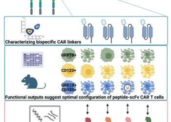 Novel bispecific design improves CAR T cell immunotherapy for childhood leukemia