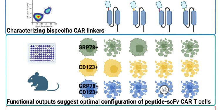 Novel bispecific design improves CAR T cell immunotherapy for childhood leukemia