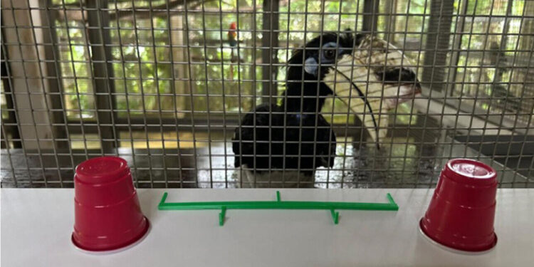 Oriental pied hornbills have levels of object permanence comparable to monkeys