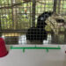 Oriental pied hornbills have levels of object permanence comparable to monkeys