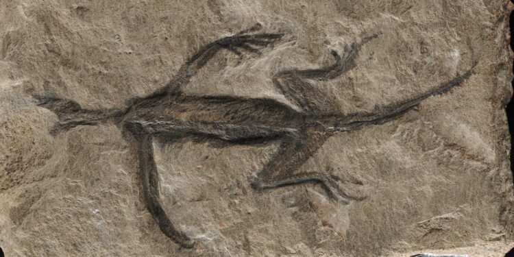 Paleontological analysis shows renowned fossil appears to show soft tissue preservation is actually just paint.