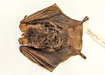 Panama Canal expansion rewrites the story of the world’s most ecologically diverse bats