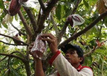 “Panic” in the cocoa market as prices rise to record levels
