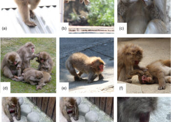 Physically disabled primates find ways to modify their behaviors to compensate for their disabilities, researchers say
