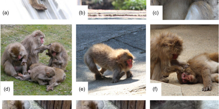 Physically disabled primates find ways to modify their behaviors to compensate for their disabilities, researchers say