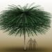 Rare 3D fossils show some early trees had shapes unlike any you’ve ever seen