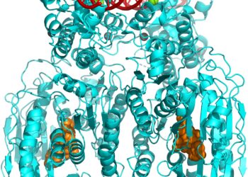 Research team identifies new approach to fight bacterial infections