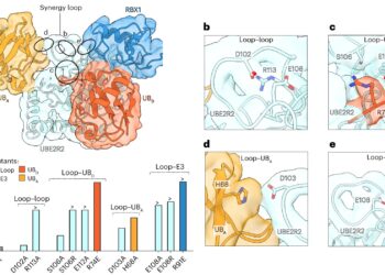 Research visualizes a precise mechanism allowing cells to sort their waste